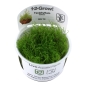 Preview: Taxiphyllum barbieri 'Bogor Moss' - Javamoos 1-2-Grow!